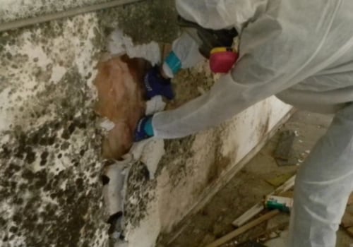Transform Your Home With Mold Removal And House Painting In Hollywood, FL